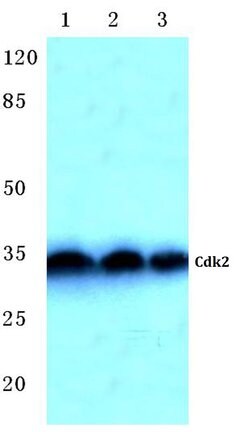 Invitrogen CDK2 Polyclonal Antibody 100 &mu;L; Unconjugated:Antibodies,