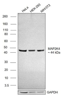 Invitrogen MAP2K4 Polyclonal Antibody 100 &mu;L; Unconjugated:Antibodies,