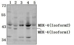 Invitrogen MAP2K4 Polyclonal Antibody 100 &mu;L; Unconjugated:Antibodies,