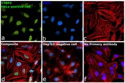 Invitrogen CtBP2 Polyclonal Antibody 100 &mu;L; Unconjugated:Antibodies,