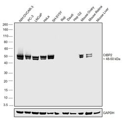 Invitrogen CtBP2 Polyclonal Antibody 100 &mu;L; Unconjugated:Antibodies,