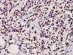Invitrogen CtBP2 Polyclonal Antibody 100 &mu;L; Unconjugated:Antibodies,
