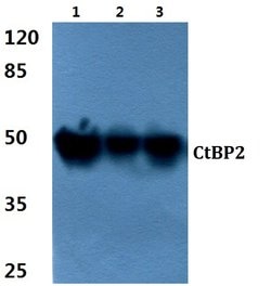 Invitrogen CtBP2 Polyclonal Antibody 100 &mu;L; Unconjugated:Antibodies,