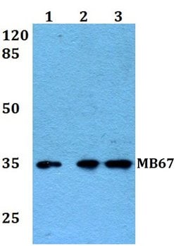 Invitrogen MB67 Polyclonal Antibody 100 &mu;L; Unconjugated:Antibodies,