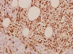 Invitrogen JAB1 Polyclonal Antibody 100 &mu;L; Unconjugated:Antibodies,