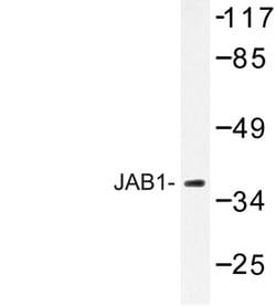 Invitrogen JAB1 Polyclonal Antibody 100 &mu;L; Unconjugated:Antibodies,