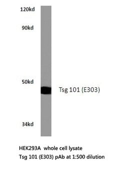 Invitrogen TSG101 Polyclonal Antibody 100 &mu;L; Unconjugated:Antibodies,