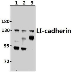 Invitrogen CDH17 Polyclonal Antibody 100 &mu;L; Unconjugated:Antibodies,