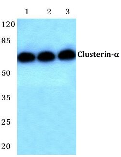 Invitrogen Apolipoprotein J Polyclonal Antibody 100 &mu;L; Unconjugated:Antibodies,