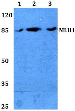 Invitrogen MLH1 Polyclonal Antibody 100 &mu;L; Unconjugated:Antibodies,