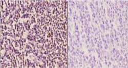 Invitrogen Cyclin H Polyclonal Antibody 100 &mu;L | Buy Online | Invitrogen&trade; | Fisher Scientific