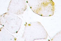 Invitrogen UNG Polyclonal Antibody 100 &mu;L; Unconjugated:Antibodies,