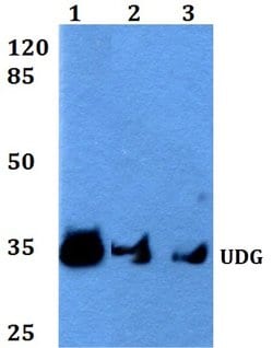 Invitrogen UNG Polyclonal Antibody 100 &mu;L; Unconjugated:Antibodies,