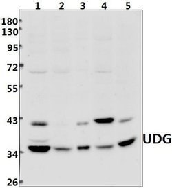 Invitrogen UNG Polyclonal Antibody 100 &mu;L; Unconjugated:Antibodies,