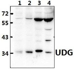 Invitrogen UNG Polyclonal Antibody 100 &mu;L; Unconjugated:Antibodies,