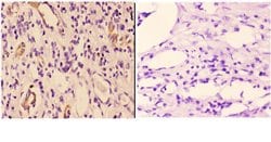 Invitrogen 14-3-3 gamma Polyclonal Antibody 100 &mu;L; Unconjugated:Antibodies,