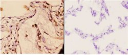 Invitrogen 14-3-3 gamma Polyclonal Antibody 100 &mu;L; Unconjugated:Antibodies,
