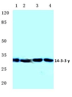 Invitrogen 14-3-3 gamma Polyclonal Antibody 100 &mu;L; Unconjugated:Antibodies,