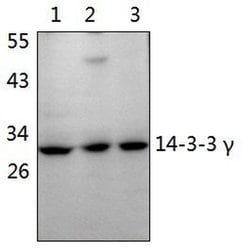 Invitrogen 14-3-3 gamma Polyclonal Antibody 100 &mu;L; Unconjugated:Antibodies,