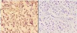 Invitrogen c-Abl Polyclonal Antibody 100 &mu;L; Unconjugated:Antibodies,