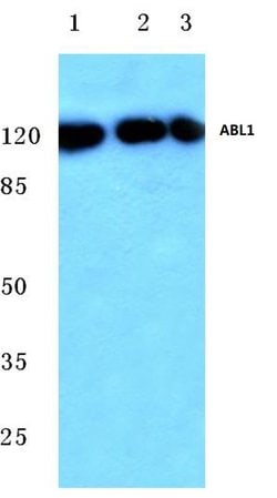 Invitrogen c-Abl Polyclonal Antibody 100 &mu;L; Unconjugated:Antibodies,
