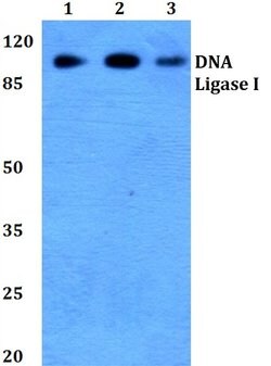 Invitrogen DNA Ligase I Polyclonal Antibody 100 &mu;L; Unconjugated:Antibodies,