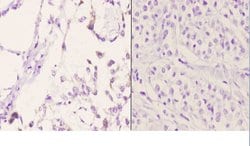 Invitrogen Bcl-W Polyclonal Antibody 100 &mu;L; Unconjugated:Antibodies,