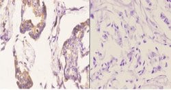Invitrogen Bcl-W Polyclonal Antibody 100 &mu;L; Unconjugated:Antibodies,