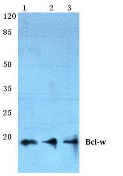Invitrogen Bcl-W Polyclonal Antibody 100 &mu;L; Unconjugated:Antibodies,