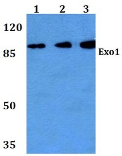 Invitrogen EXO1 Polyclonal Antibody 100 &mu;L; Unconjugated:Antibodies,