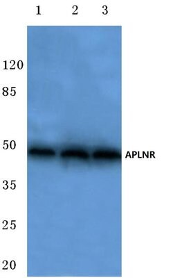 Invitrogen Apelin Receptor Polyclonal Antibody 100 &mu;L; Unconjugated:Antibodies,