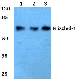 Invitrogen FZD1 Polyclonal Antibody 100 &mu;L; Unconjugated:Antibodies,