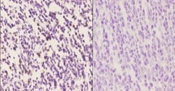 Invitrogen IRF4 Polyclonal Antibody 100 &mu;L; Unconjugated:Antibodies,
