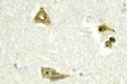 Invitrogen TSC22D1 Polyclonal Antibody 100 &mu;L; Unconjugated:Antibodies,