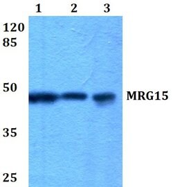 MRG15 Polyclonal Antibody, Invitrogen 100 &mu;L; Unconjugated:Antibodies,