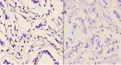 Invitrogen PMS2 Polyclonal Antibody 100 &mu;L; Unconjugated:Antibodies,