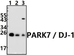 Invitrogen DJ-1 Polyclonal Antibody 100 &mu;L; Unconjugated:Antibodies,