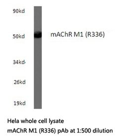 Invitrogen CHRM1 Polyclonal Antibody 100 &mu;L; Unconjugated:Antibodies,