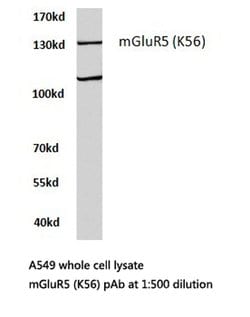 mGluR5 Polyclonal Antibody:Antibodies, Polyclonal