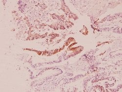 Invitrogen PIK3R2 Polyclonal Antibody 100 &mu;L; Unconjugated:Antibodies,