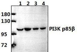 Invitrogen PIK3R2 Polyclonal Antibody 100 &mu;L; Unconjugated:Antibodies,