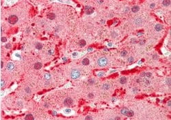 Invitrogen Angiopoietin 1 Polyclonal Antibody 100 &mu;L; Unconjugated:Antibodies,