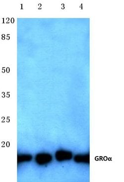 Invitrogen CXCL1 Polyclonal Antibody 100 &mu;L | Buy Online | Invitrogen&trade; | Fisher Scientific