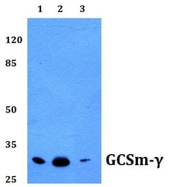 Invitrogen GCLM Polyclonal Antibody 100 μL; Unconjugated:Antibodies,