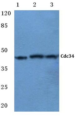 Invitrogen Cdc34 Polyclonal Antibody 100 &mu;L; Unconjugated:Antibodies,