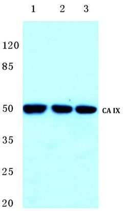 Invitrogen Carbonic Anhydrase IX Polyclonal Antibody 100 &mu;L; Unconjugated:Antikörper