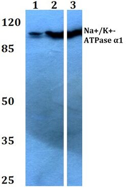 Invitrogen&trade;&nbsp;ATP1A1 Polyclonal Antibody