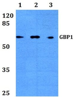 Invitrogen GBP1 Polyclonal Antibody 100 &mu;L; Unconjugated:Antibodies,