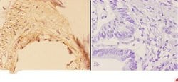 Invitrogen AKR1B1 Polyclonal Antibody 100 &mu;L; Unconjugated:Antibodies,