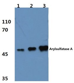 Invitrogen Arylsulfatase A Polyclonal Antibody 100 &mu;L; Unconjugated:Antibodies,